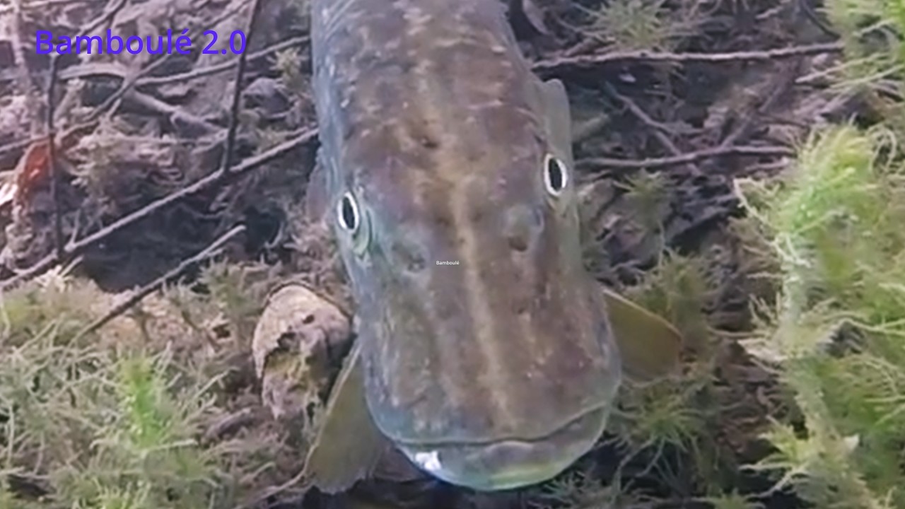 Best of plongée apnée vidéo en eau douce partie 2 , le monde de bamboulé #pike #carp #brochet