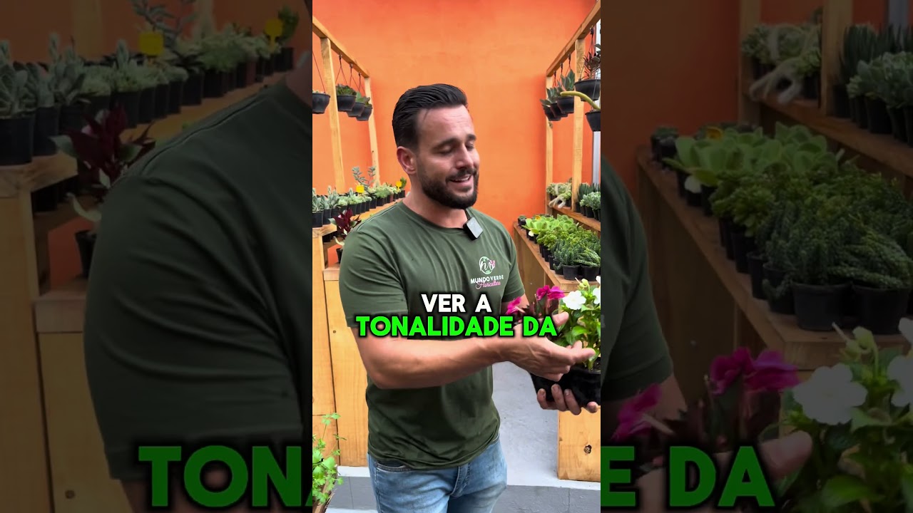 Sabe a diferen&ccedil;a entre Sumpatiens e Impatiens ?