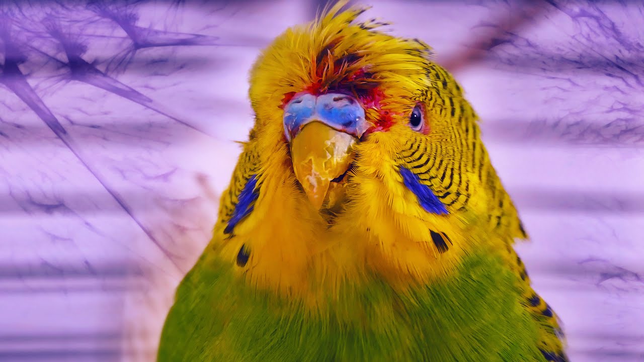 Budgie Bleeding? How to save a bird's life?
