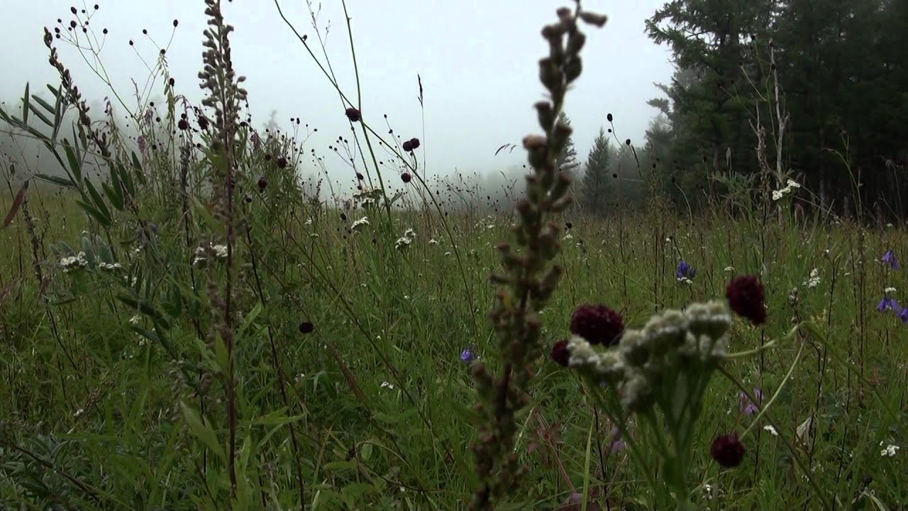 Village in Russia. Haymaking. Иван-Озеро.Сенокос