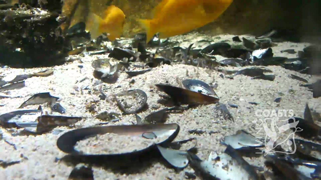 Orange Chromides with new fry