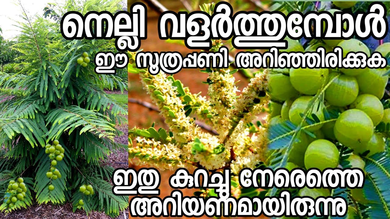 നെല്ലി കായ്ക്കാൻ|nelli kaykkan malayalam|amla plant|fruit plants malayalam|plants in pot