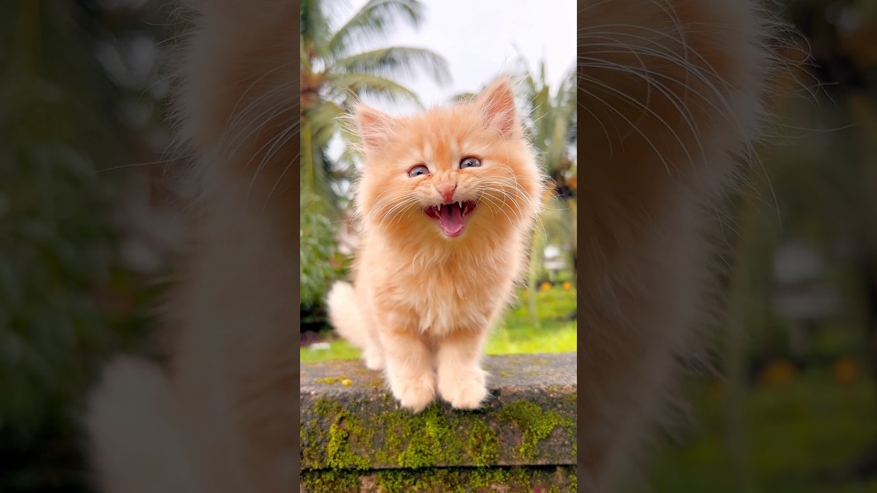 Kitten meowing 🥰 | Cat sound | Cat Video | Persian Cat sound | Cat voice | Cat | Persian Cat | Cats