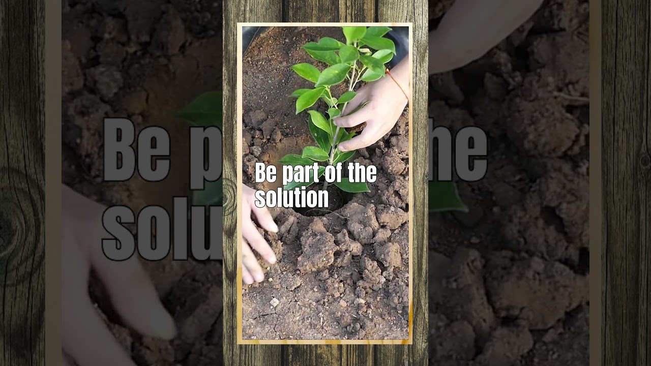 One Billion Trees Programme - Plant A Native #shorts