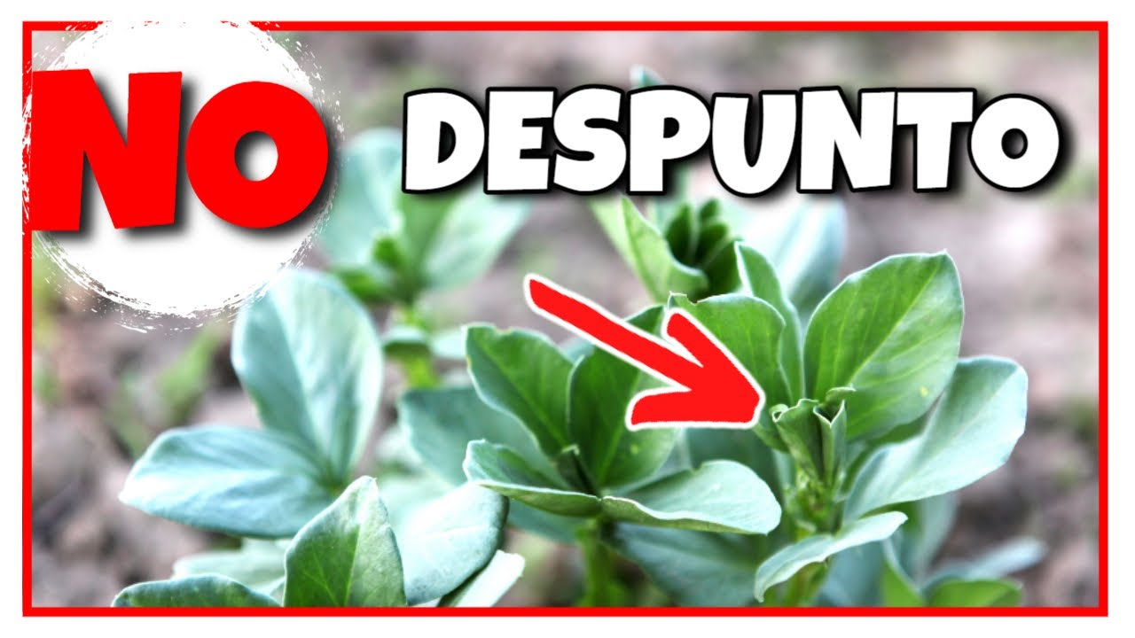 😱Cómo Aumentar la Producción de HABAS sin Podarlas💯✔️