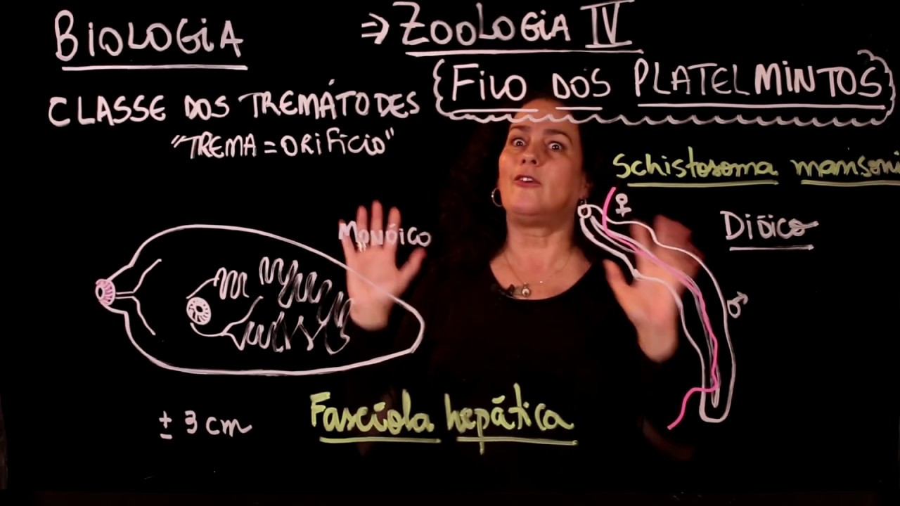 Aula 51 REINO ANIMAL Filo Platelmintos parte 1 - Aulas ENEM
