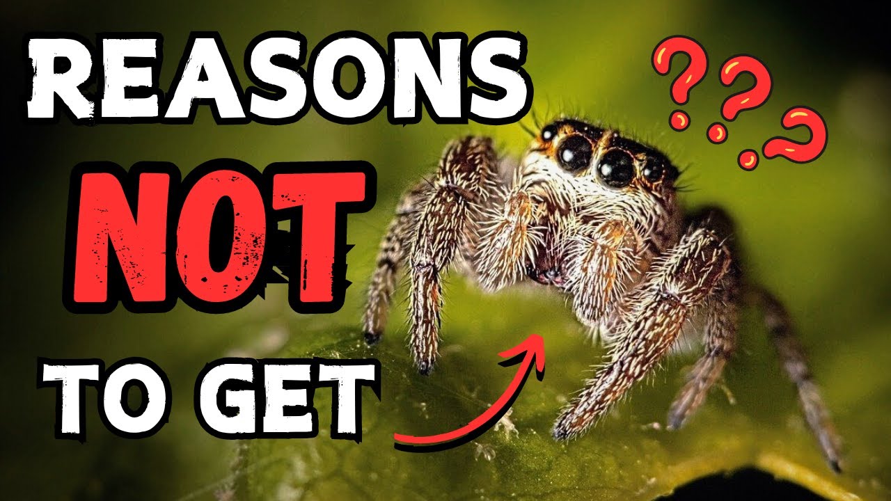 Jumping Spider Pets - Reasons Not To Get One | Spooderpods