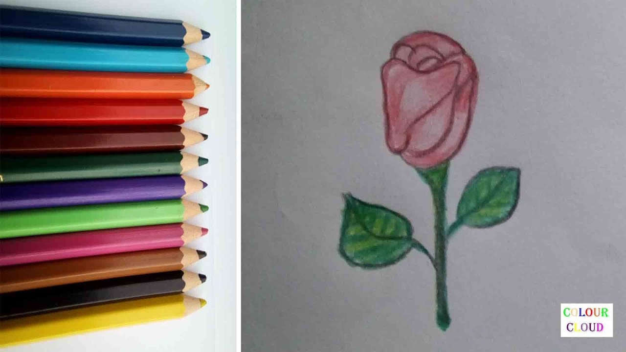 how draw close rose step by step with colour pencils