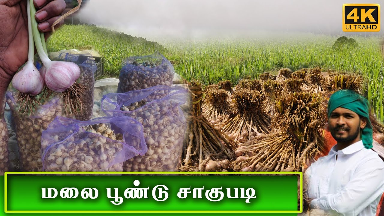 இயற்கை முறையில் மலை பூண்டு வளர்ப்பது எப்படி | Garlic Farming in Tamil | Tamil Native Farmer