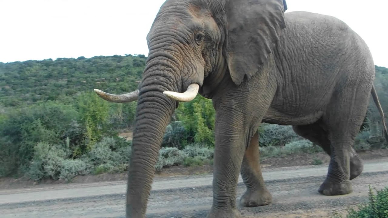 Elephant Encounter