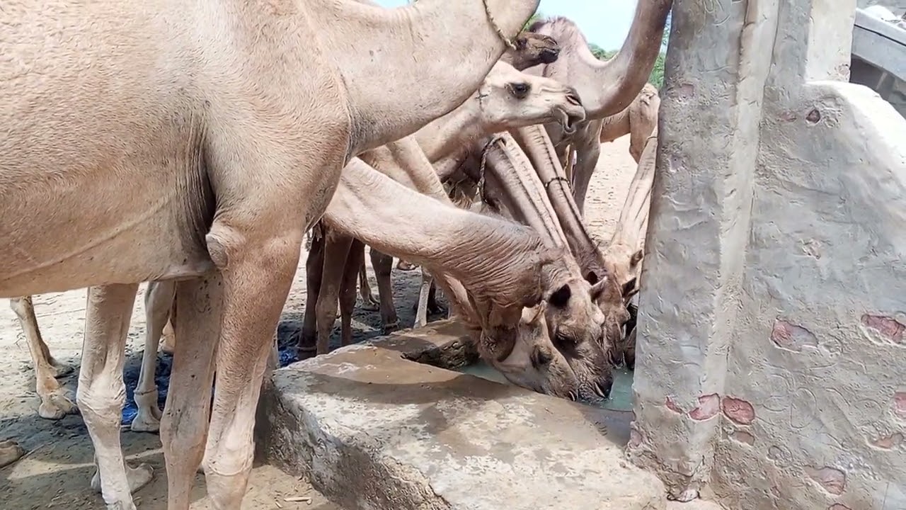 🐪 Thirsty Camel Drinking Water