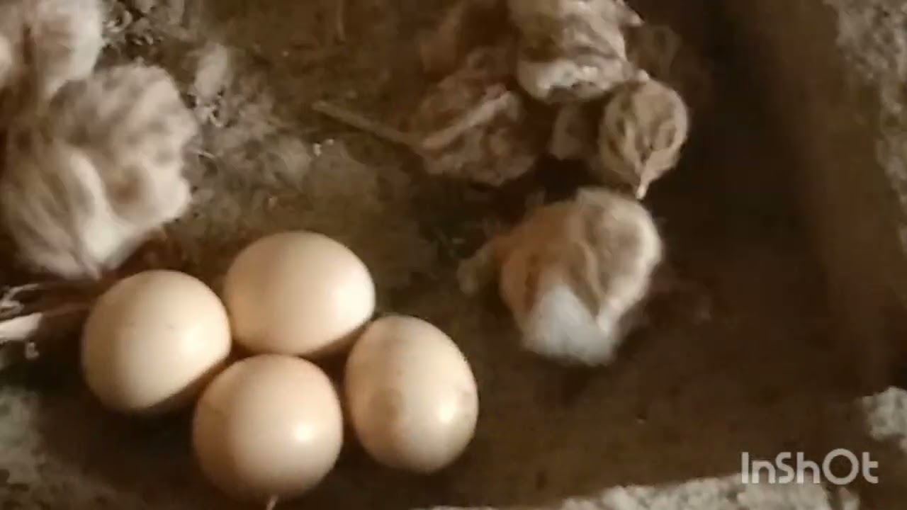 Teetar first day at teetar chicks |teetar chicks hatching |teetar crossing