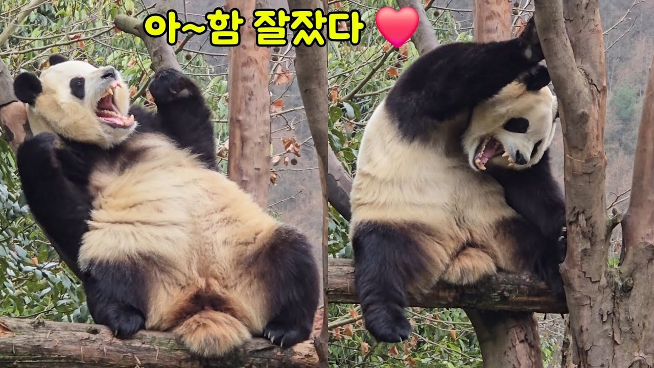 《안녕 푸바오 》푸바오 오후 영상♡아가 니가 잘잤음 됐어😊 26.03.17 