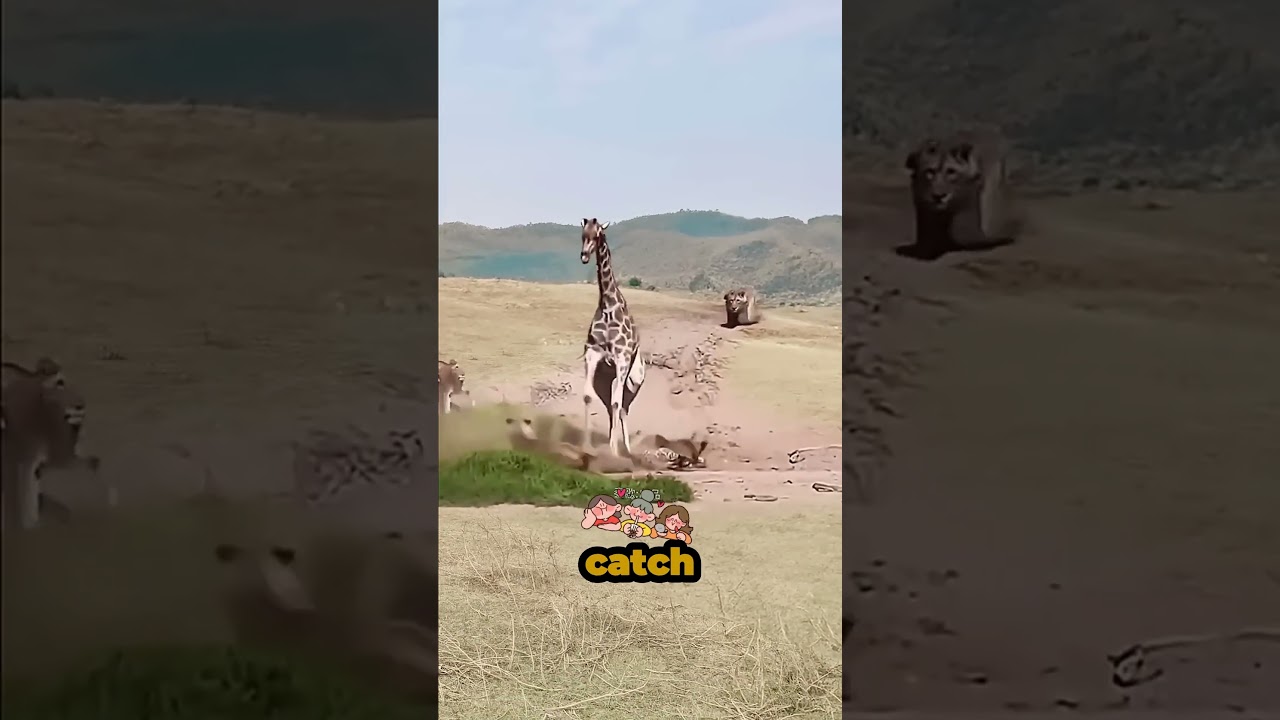 Do not run if you encounter a lion