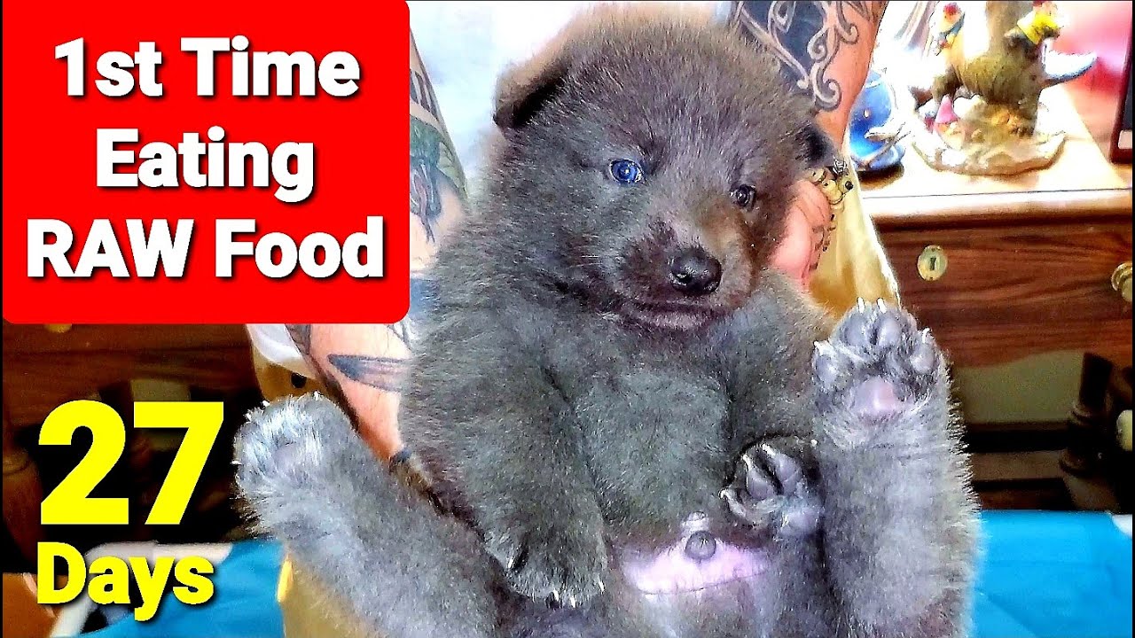 Puppies First Time Eating RAW Food - How I Develop a Rock Solid Recall