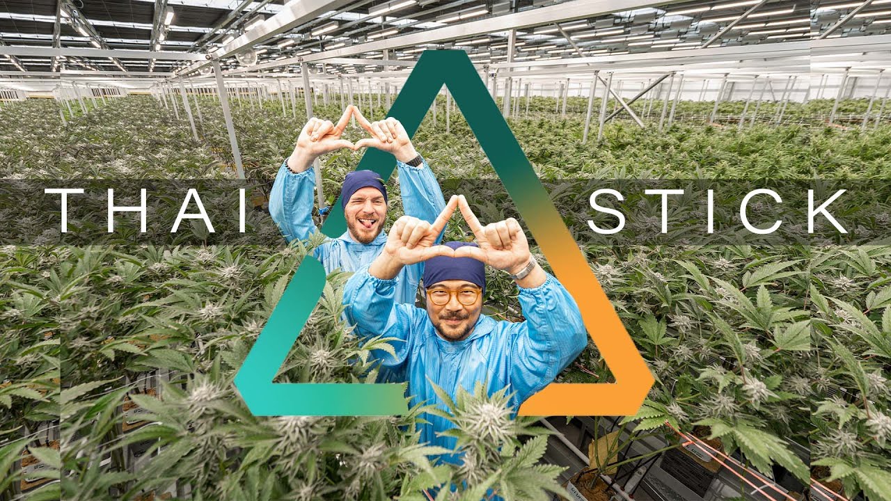 Exploring Thai Stick's Green Future: A Holistic Journey Through Cannabis Cultivation