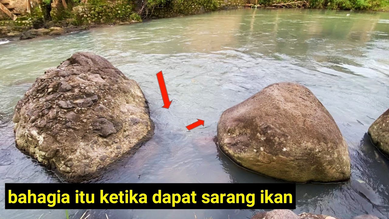ternyata ini sarangnya!!!🎣mancing ikan disungai yang deras