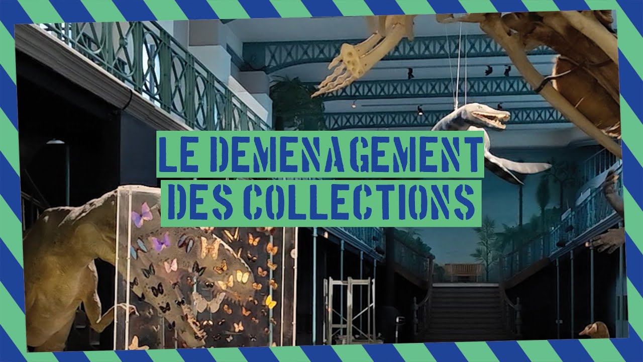 Le déménagement des collections du Musée d'histoire naturelle de Lille
