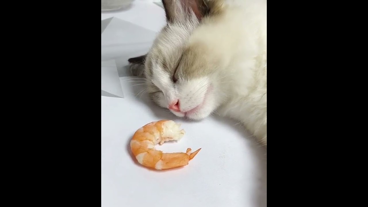 Sleeping Cat Wakes up for Eating Shrimps