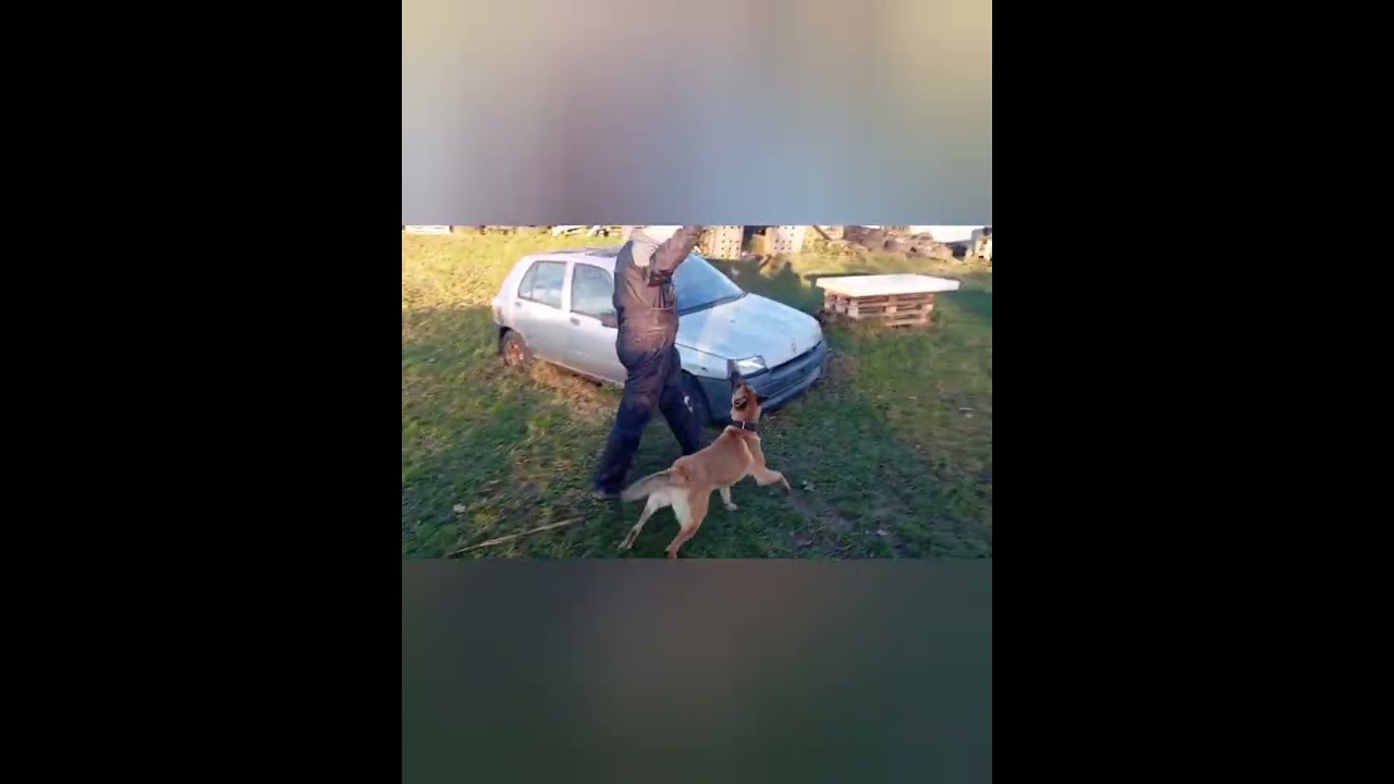 Single purpose dog - Tequila