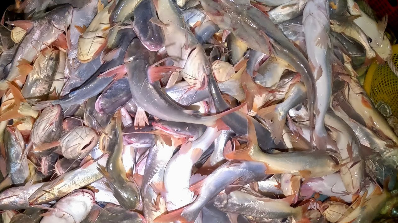 Phá Kỷ Lục 3 Đục Cá Úc Khủng Hơn 200KG|| TCNTV #535