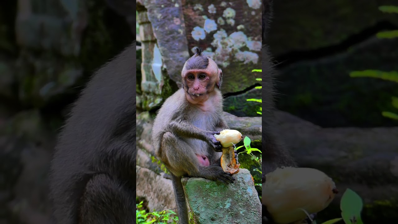 Little Shavara Monkey Busy eating, ⁨@5starmonkeys⁩, 