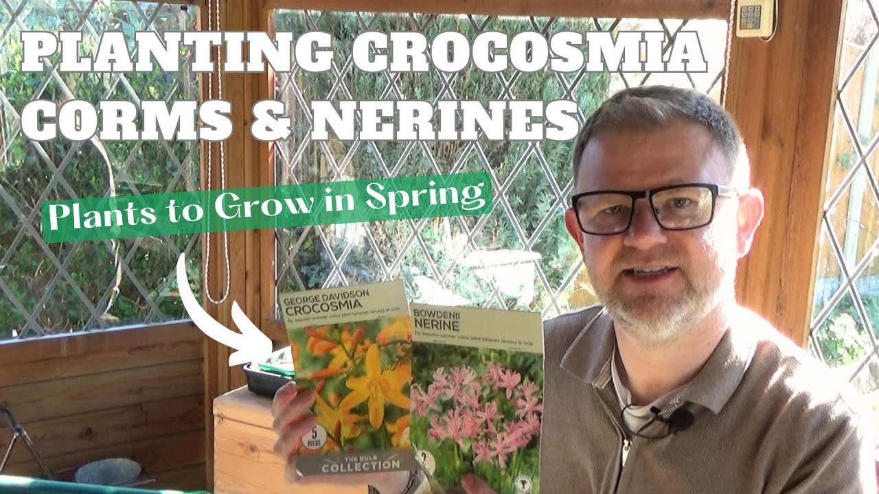 Growing Crocosmia from Corms and Planting Nerine bowdenii | Flowering Plants to Grow in Spring