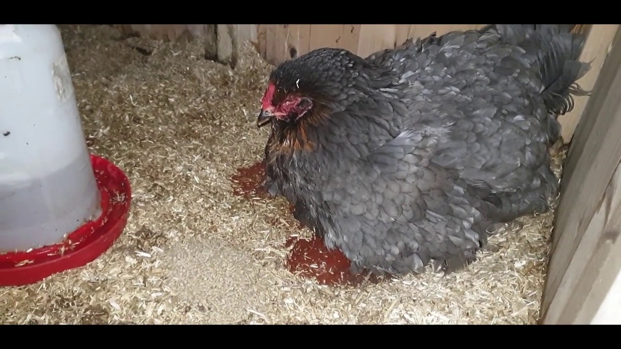 Broeden voor gevorderden gaat ook niet altijd over rozen...