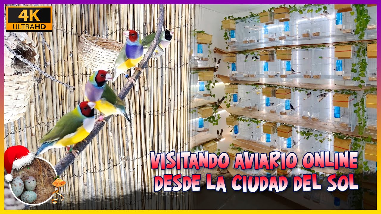Visitando aviario online desde la ciudad del sol🦜