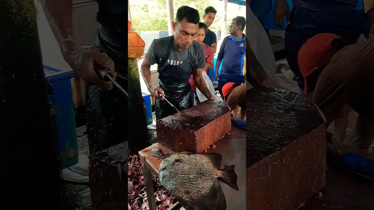 WOW AMAZING BATFISH CUTTING #batfish #fishcutting #shorts