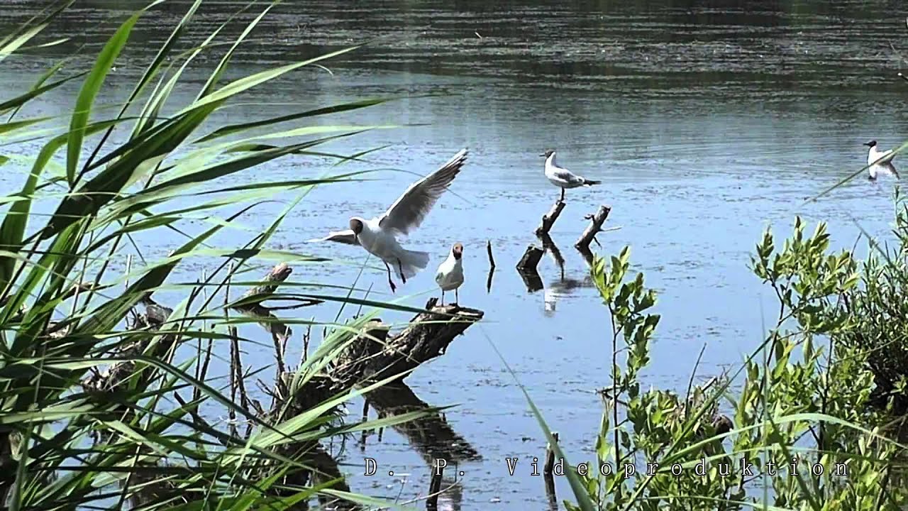 Natur in Berlin 2 - Panasonic HC-V757 / 520 incl. 200Frame Zeitlupen