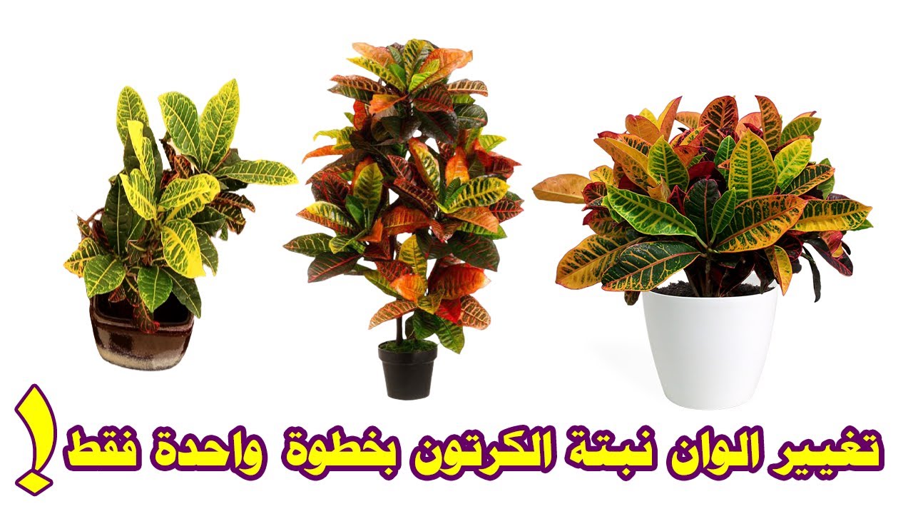 أسرار بنبات الكرتون| العناية الكاملة بنبات الكروتون| تغيير لون نبات الكرتون طريقة ري و تسميد الكرتون