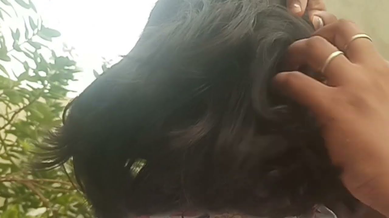 Nit picking New Video (Soothing and Relaxing)