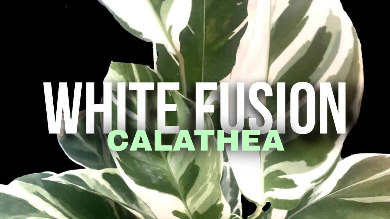 White Fusion Calathea Leitzei -  Unlock Lush Growth!