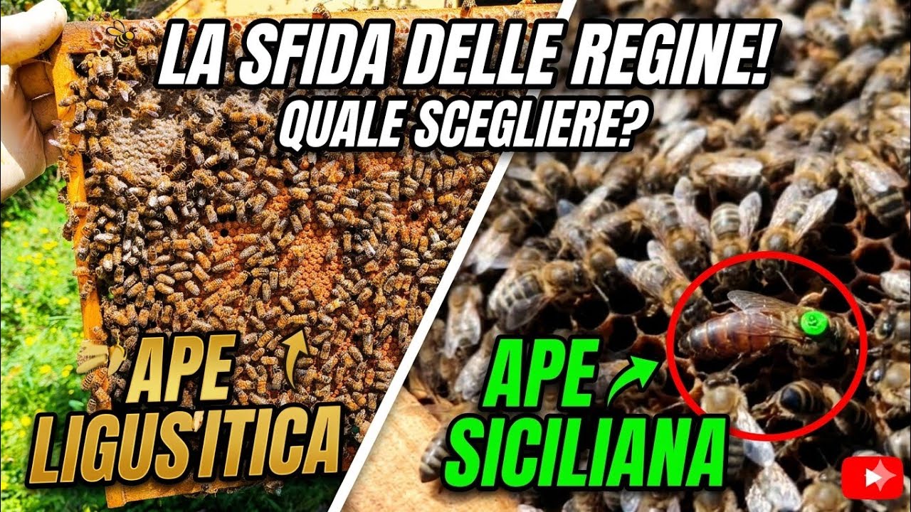 Regine PURE a Confronto: Ligustica vs Siciliana 🐝 Perché la Selezione genetica Cambia Tutto🍯12/03/26