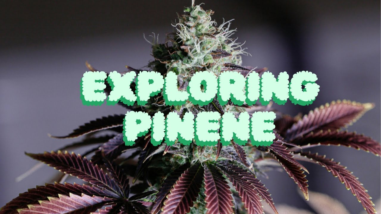 The Aromatic Duo: Alpha and Beta Pinene - Exploring Nature's Magical Fragrances