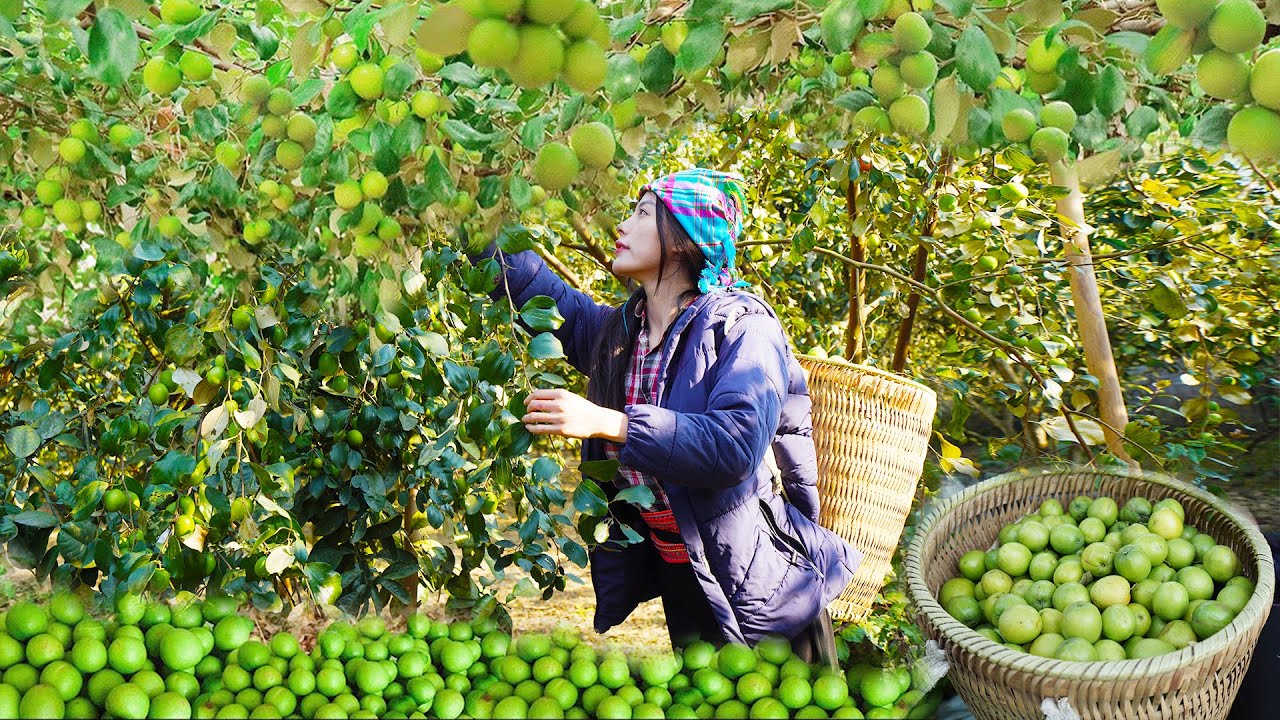 Harvest Green Apple & Go to the market to sell - Kind neighbors help the girl build a new farm