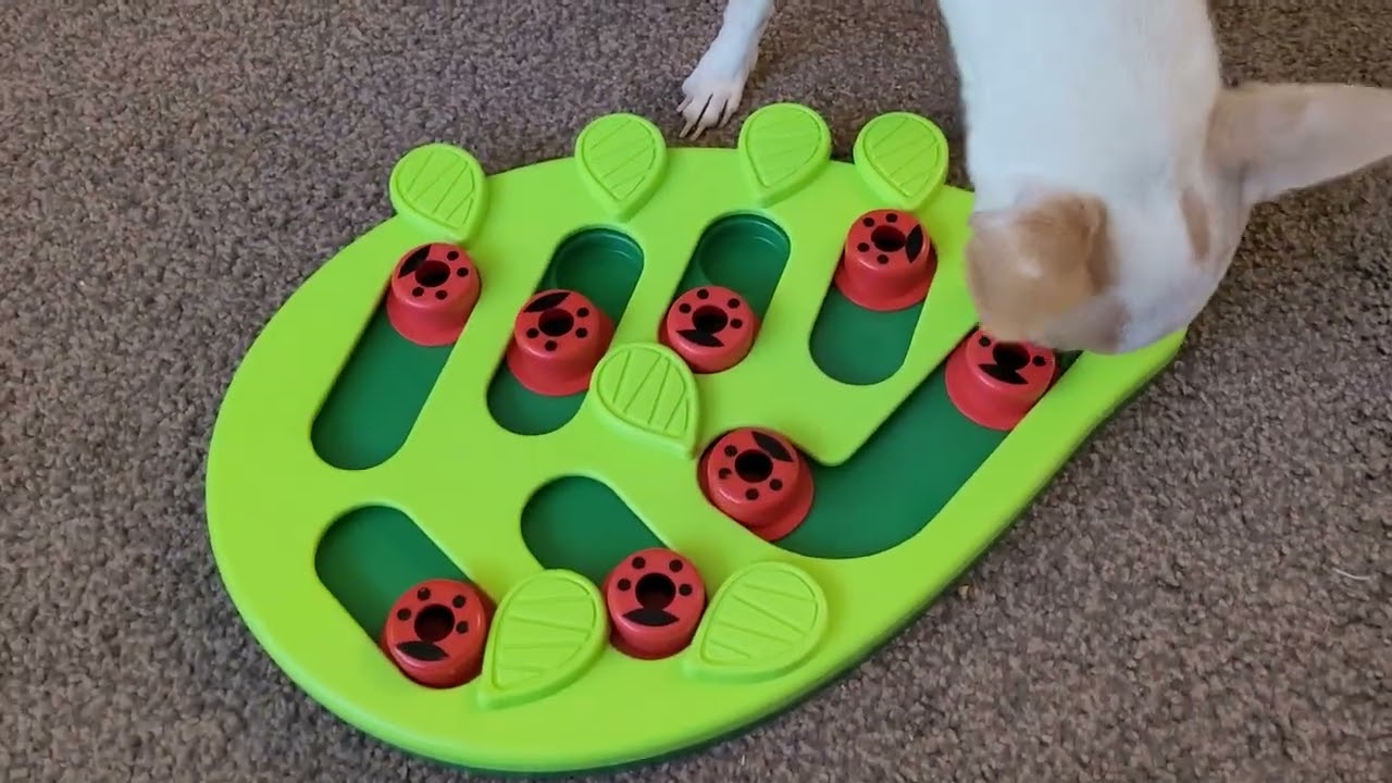 Sam🐶 Vs puzzle🧩 