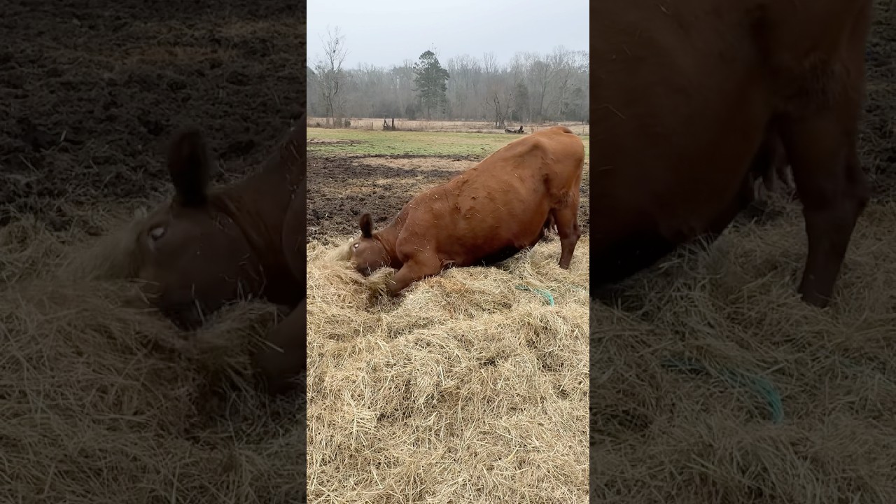 Берта сегодня утром вела себя как сумасшедшая 😂