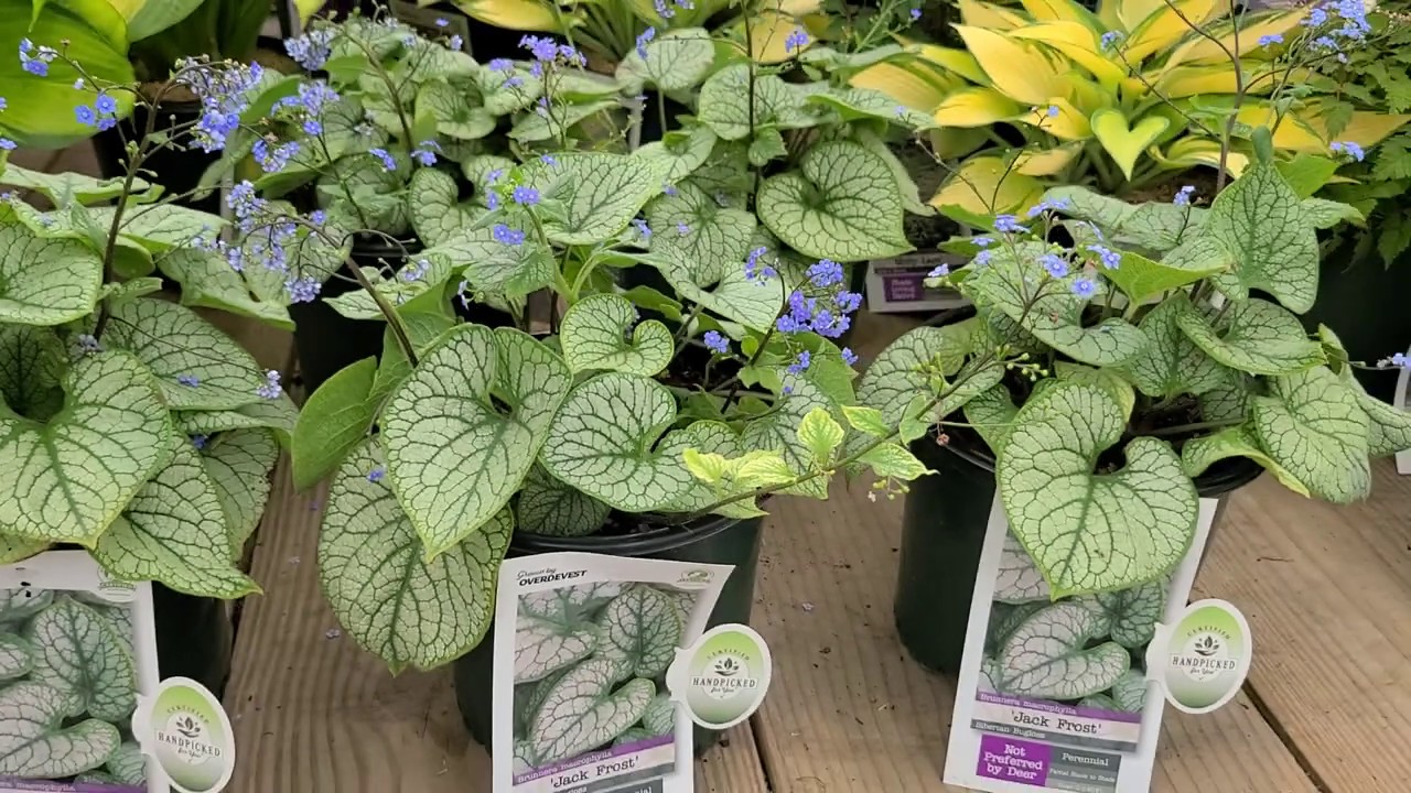 Brunnera 'Jack Frost' (Siberian Bugloss) // SUPERB, Award Winning, Shade Loving Perennial