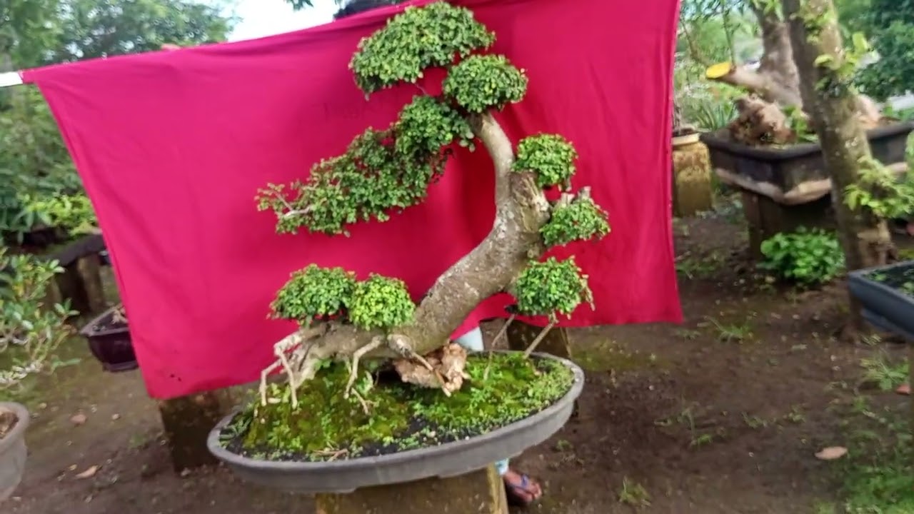Obral bonsai kimeng dlln ,mz Supri 0822 3323 3078