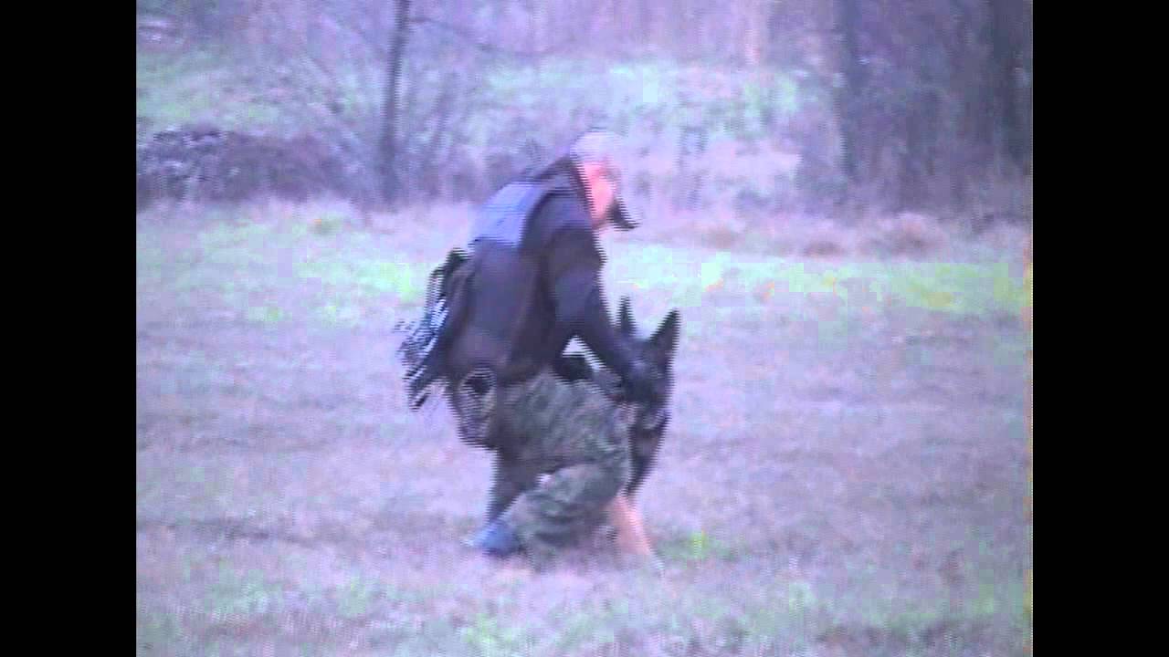 Psy służbowe - Straż Graniczna