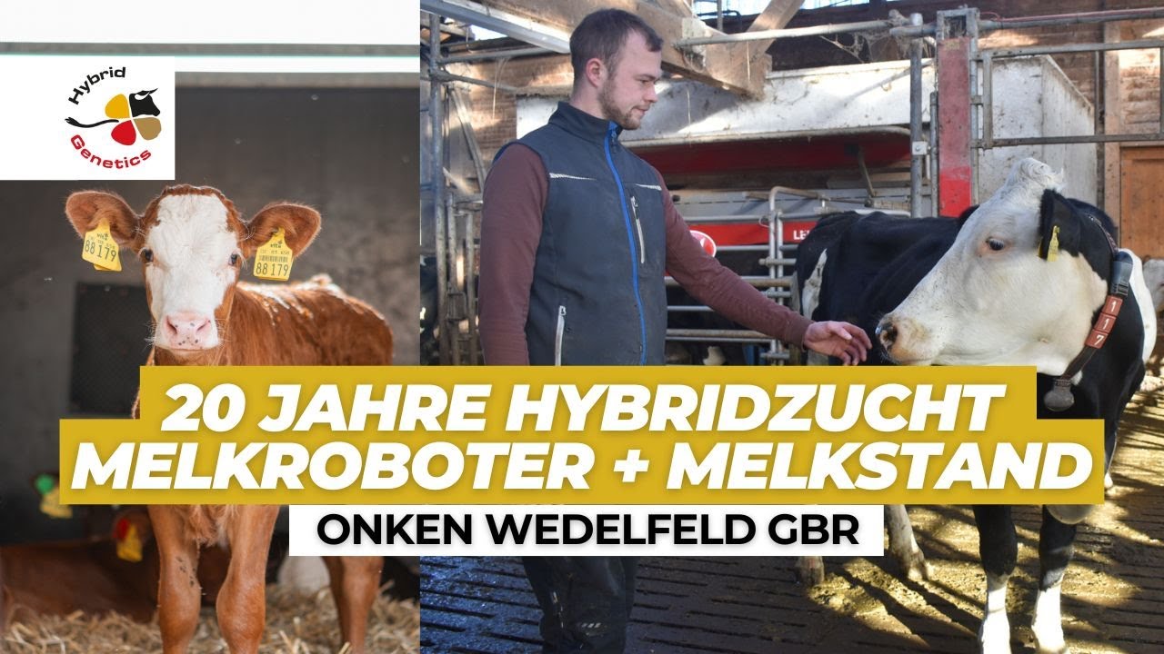 Melkroboter + Melkstand auf Grünlandstandort und über 20 Jahre Erfahrung in der Hybridzucht