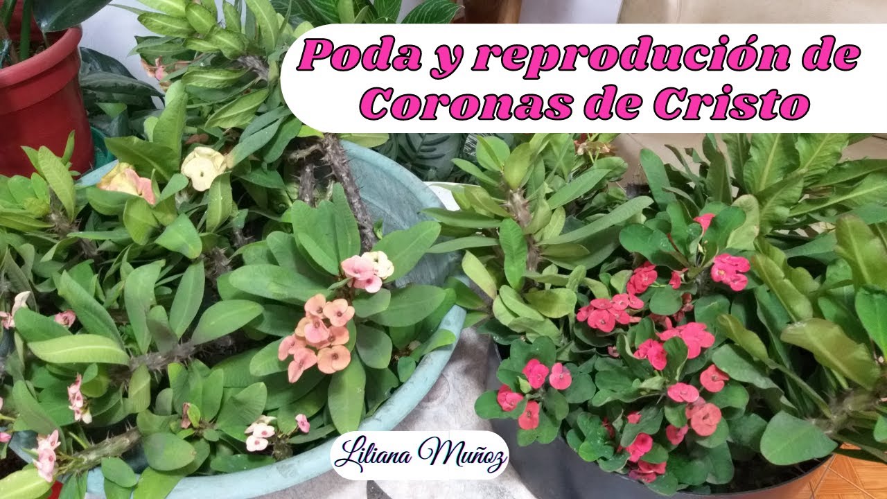 PODA Y REPRODUCCIÓN DE CORONAS DE CRISTO / Liliana Muñoz