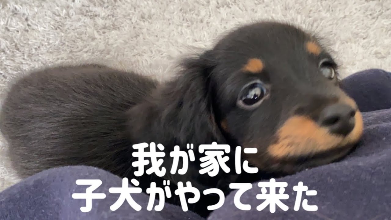 我が家に子犬がやってきた【ミニチュアダックスフンド】