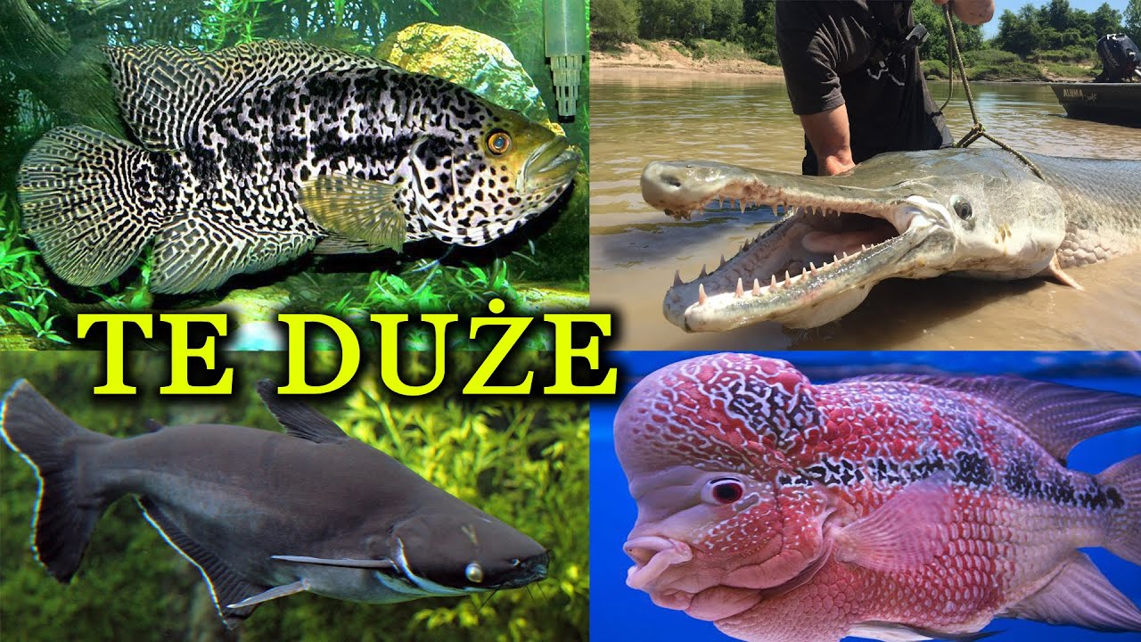 WIELKIE RYBY Akwariowe 🦈 Wymagające Dużego Akwarium