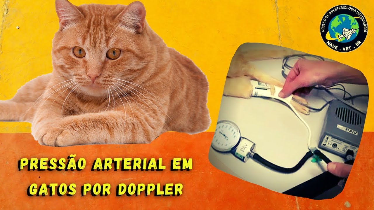 AVALIANDO a PRESSÃO ARTERIAL por Doppler em gatos