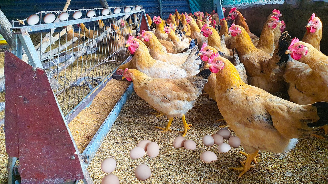 Raising Organic Chickens for Eggs from Newly Hatched Chicks