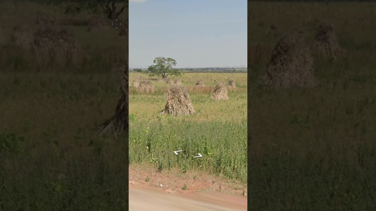 Day 142: Kaduna Haystacks! GeoGuessr Tip of the Day! #geoguessrtips #googlemaps #geoguessr #map