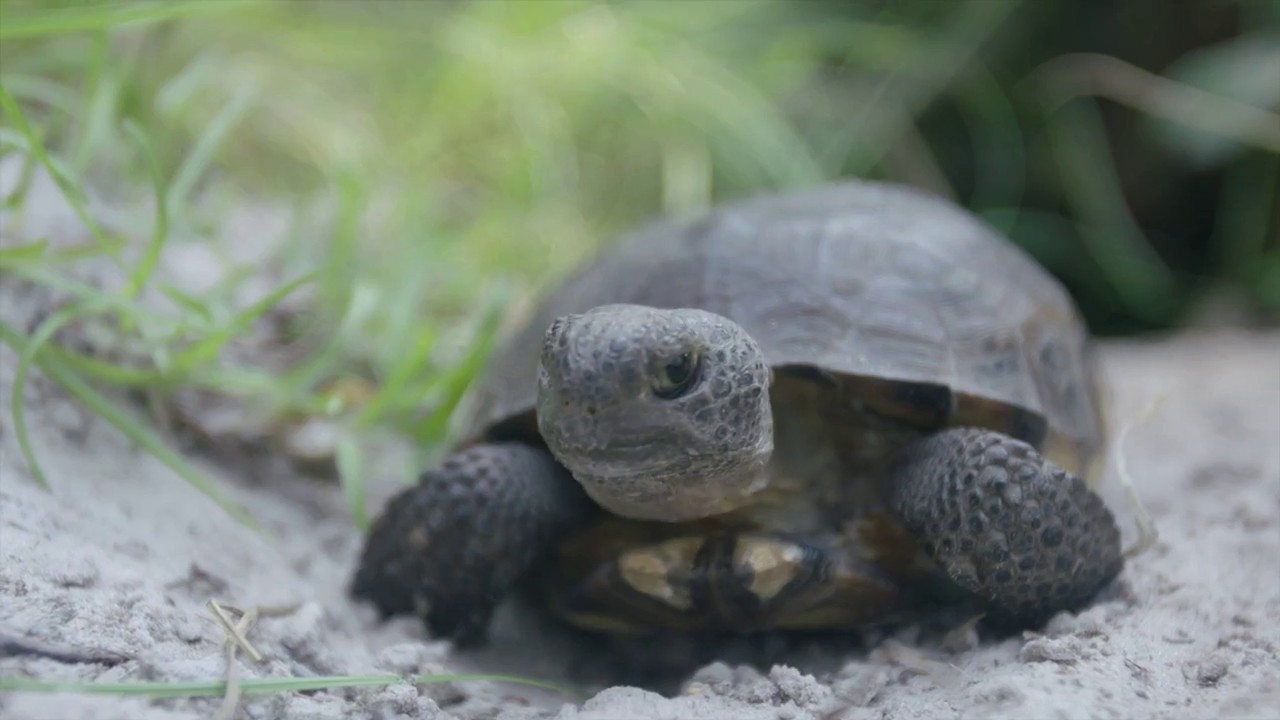 Gopher Tortoise at the Central Florida Zoo - San Diego Zoo Kids
